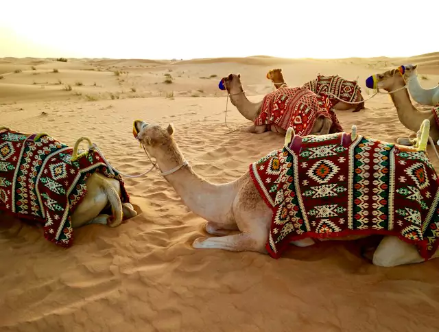 Dubai Desert Camel